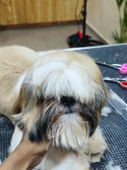 Coco the Shih Tzu's first haircut with us. He was so relaxed he almost slept through the whole thing.
