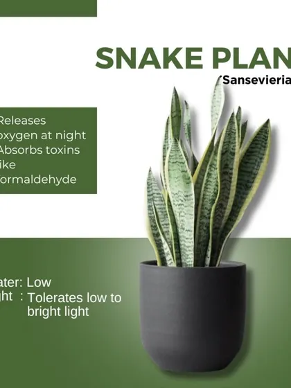 The Snake Plant is an ideal bedroom companion. It's one of the few plants that releases oxygen at night while also absorbing toxins like formaldehyde from the air.