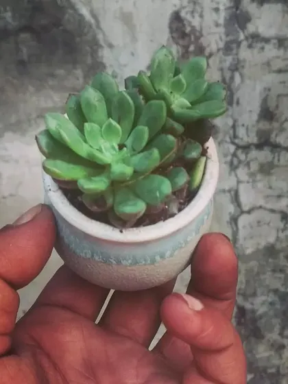 A pocket-sized succulent, perfect for your gifting needs. These tiny plants in tiny pots make for a very cute present.