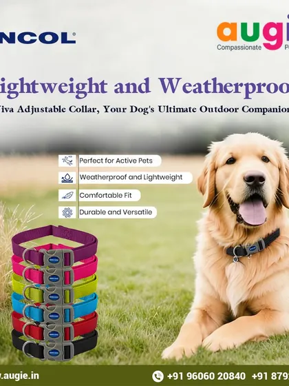 The Viva Adjustable Collar is your dog's ultimate outdoor companion. It's lightweight, weatherproof, and offers a comfortable, durable fit, making it perfect for active pets.
