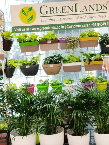 Our signature GreenLands branding at the Star Bazaar outlet, with a display of railing planters and Areca Palms.