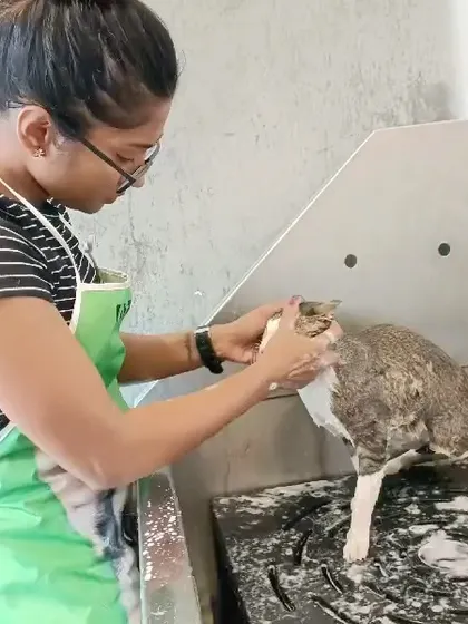 Here I am, giving a cat a gentle bath. It's all about slow movements and a calm environment.