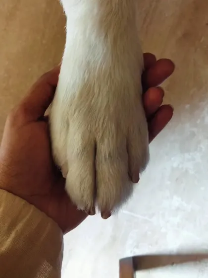 A paw in my hand is the ultimate symbol of the bond between a human and a pet. It represents the trust and partnership that I aim to build with every animal I care for.