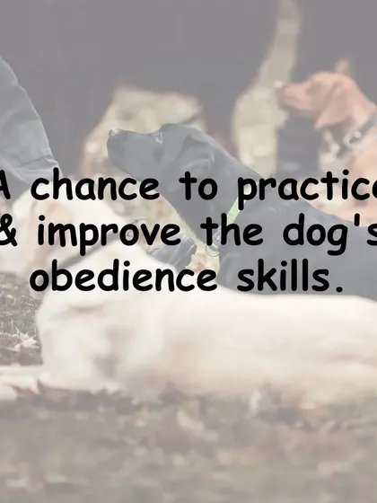 These classes provide a chance to practice and significantly improve your dog's existing obedience skills in a more challenging and realistic setting.