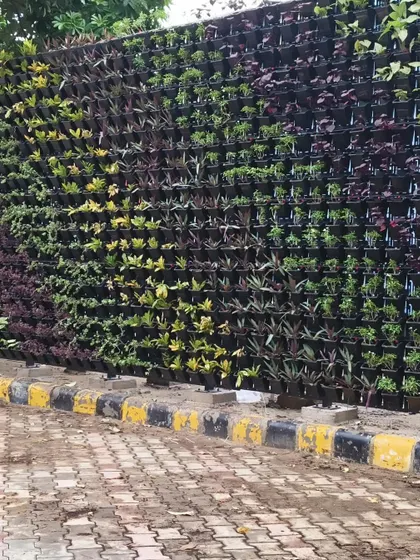 The finished outdoor green wall, looking full and vibrant. This is the immediate impact you get with a professionally installed vertical garden.