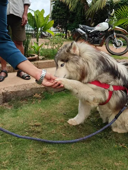 The human-canine bond is at the core of everything I do. Moments like this, a simple shake of the paw, represent the trust and communication we work to build between every dog and their handler.