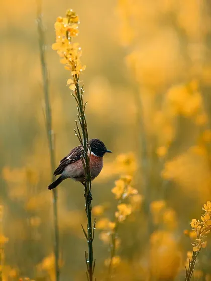 Another angle of a small bird in a field of yellow mustard flowers, showcasing its connection to the vibrant habitat. This is a great example of environmental bird photography.