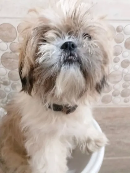 This Shih Tzu is waiting patiently for its bath and haircut to begin.