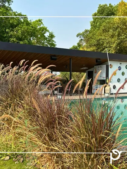 We believe your outdoor space should be a tranquil escape. For this weekend home, we designed a poolside landscape using native fountain grass that adds texture and movement, integrating the new garden seamlessly with the existing majestic fig tree and the natural surroundings.