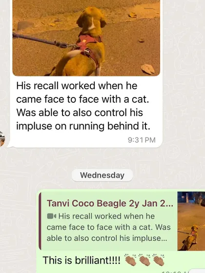 The proud message from Coco's owner. His recall worked even when faced with a major distraction, showing that his focus on his humans is getting stronger.