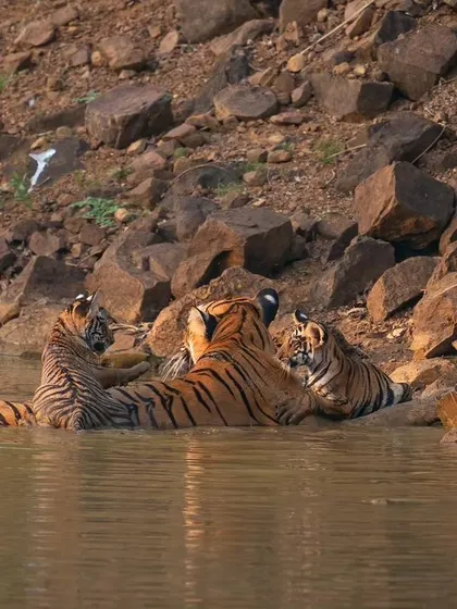Choti Tara and her cubs cooling off in the water, a beautiful family moment.