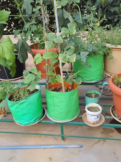This two-tier stand is perfect for growing vegetables like beans and gourds, which can climb up a nearby trellis.