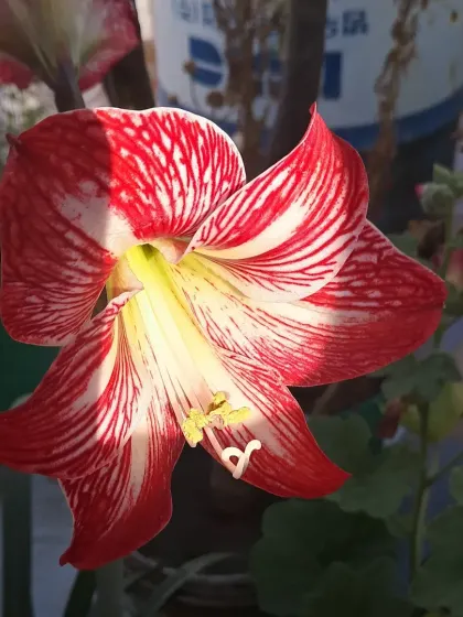 This stunning red and white flower is a Sukhdarshan Lily.
