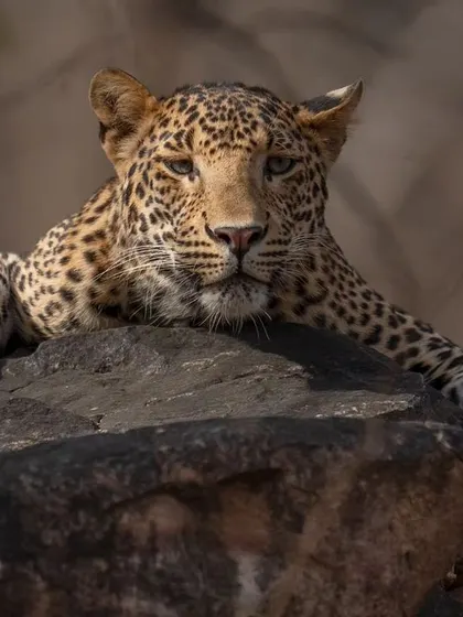 A close-up portrait of the same leopard, his intense gaze fixed on us. These moments of quiet connection are just as thrilling as action-packed sightings.