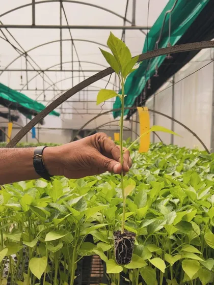 A healthy capsicum seedling, complete with a strong root ball, ready for transplanting. This is the result of expert nursery management.