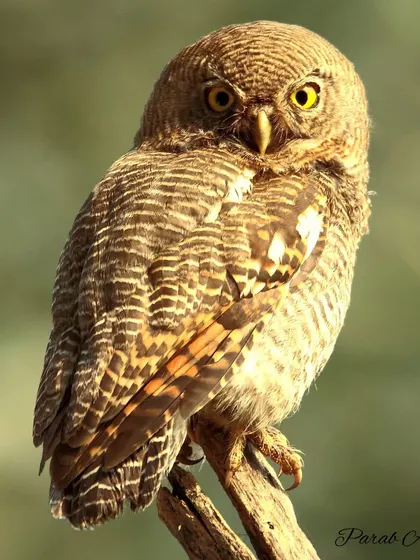 The intense, bright yellow eyes of a Jungle Owlet are mesmerizing. This small predator, active at dawn and dusk, is a favorite subject. My workshops teach how to work with low light and capture the unique character of nocturnal and crepuscular birds like this one.