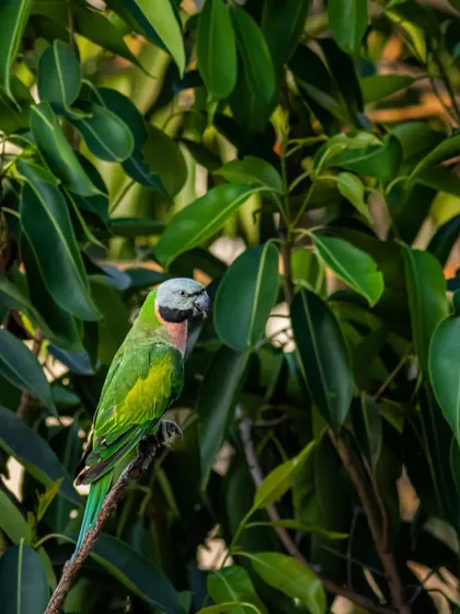 Another portrait of the Red-breasted Parakeet. While they are beautiful, their survival in the city is threatened by the loss of old trees they need for nesting.