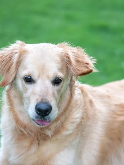A soulful close-up of a beautiful Golden Retriever, with a tiny bit of tongue peeking out. Natural light brings out the warmth in their coat and the kindness in their eyes.