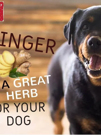 Ginger is a great natural herb for dogs that can help with nausea and digestive issues. A little bit shredded into their meal can go a long way.