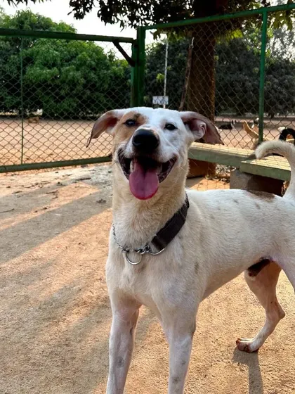 This happy-go-lucky dog is all smiles, hoping you have a wonderful start to your week.