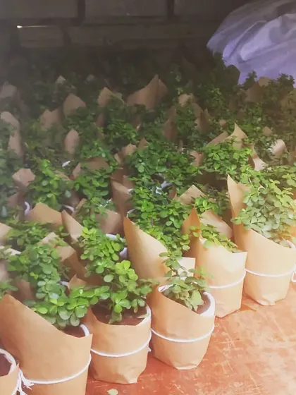 Dispatching live gifts for green humans. We carefully wrap each plant to ensure they arrive safely and beautifully.