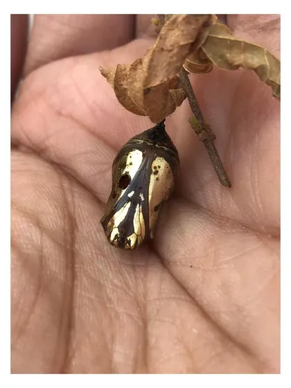 A detailed macro shot of the chrysalis, revealing its complex patterns.