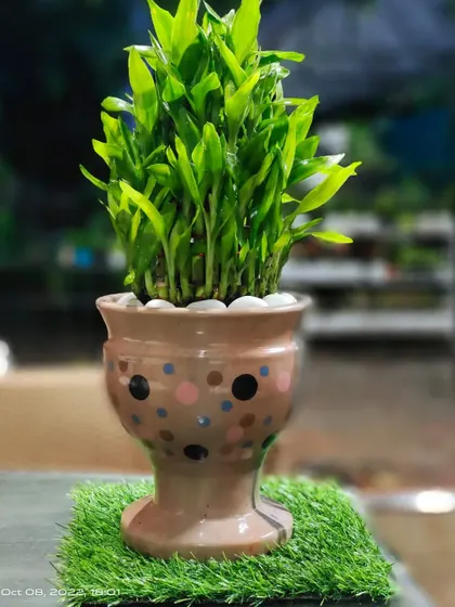 A lucky bamboo plant potted in a fun, hand-painted ceramic pot with multi-colored polka dots. This is a great example of a ready-made gift that is both thoughtful and decorative.