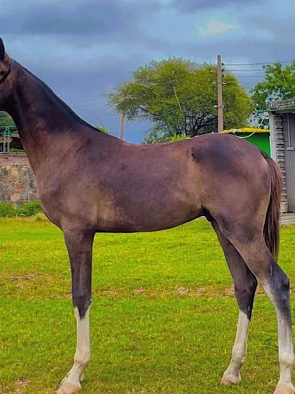 This is Kaliyaan, a young colt sired by our other stud, Bijli. He shows great potential with his long legs and elegant build, a fine example of the young stock available for purchase from our stables.