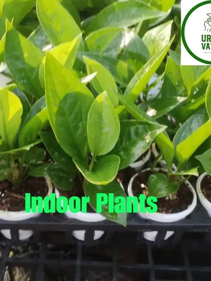 A batch of ZZ plants (Zamioculcas zamiifolia), one of the toughest indoor plants available.