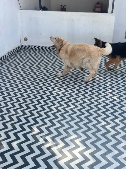 A Golden Retriever and a German Shepherd mid-play. The energy in our play area is always happy and exciting.