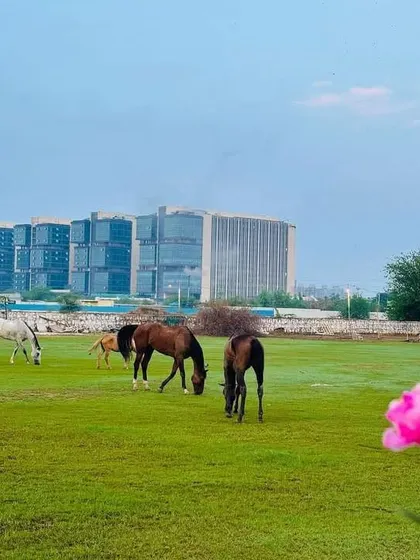 My venue offers a rare sight: horses grazing peacefully on green pastures with the modern Gurugram skyline in the distance. This unique contrast of nature and city makes my space a one-of-a-kind location for any event or shoot.