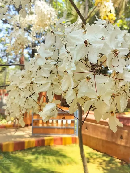 A close-up of delicate white cassia flowers, also known as the 'shower tree'. The campus is a botanical garden in its own right, with a wide variety of flowering trees.
