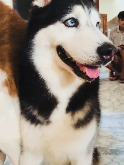 A classic Siberian Husky, always ready for an adventure.
