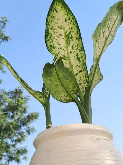 A low angle shot of the Dieffenbachia against the blue sky.