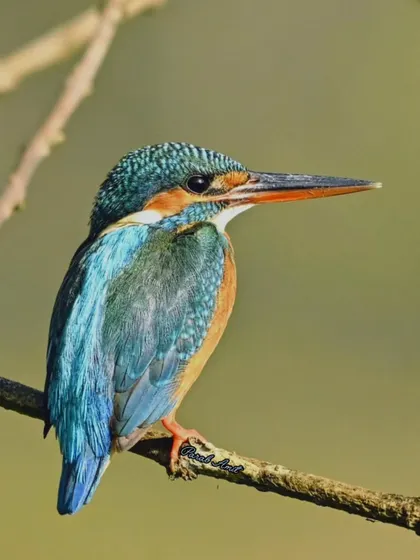 The Common Kingfisher is a flash of turquoise and orange. Perched by the river, it's a small but mighty hunter, a living poem beneath the sky.