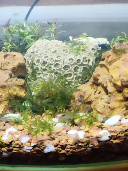 The carefully arranged classroom aquarium, complete with rocks, coral skeletons, and live plants, creating a healthy ecosystem for the shrimp.