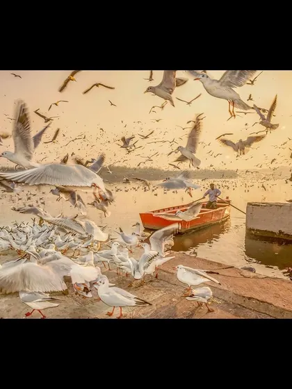 A dynamic scene at Yamuna Ghat, Delhi, where a photographer on the pier is enveloped by a flurry of seagulls. This image captures the energy and movement of the birds as they interact with people by the river.