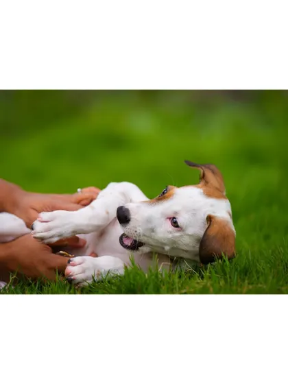 A wider view of the playful belly rub session with an adorable indie puppy on the grass.