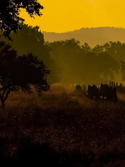 The golden hour in Kanha forest, with safari jeeps visible in the misty distance. This image captures the atmosphere and sense of adventure on one of my expeditions.
