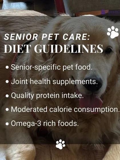 These are our core diet guidelines for senior pets. We recommend senior-specific food, joint supplements, high-quality protein, moderated calories, and omega-3 rich foods to ensure they receive the balanced nutrition needed to thrive.
