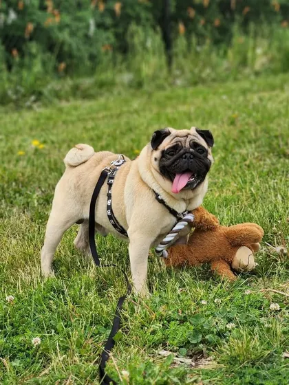 Another great shot of Buddy playing in Canada. He's got his favorite teddy bear with him to remind him of home.