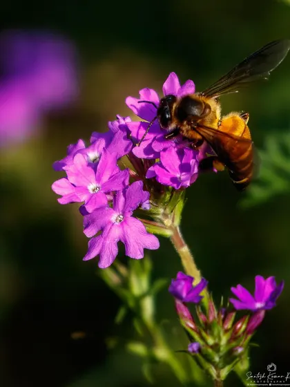 A honey bee covered in yellow pollen works diligently on a cluster of small purple flowers. This macro shot emphasizes the symbiotic relationship between pollinator and plant.
