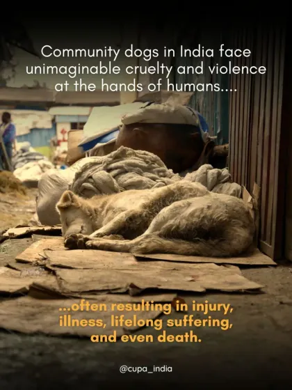 Community dogs in India face unimaginable cruelty, often resulting in injury, lifelong suffering, and death. My legal work is a direct response to this violence.