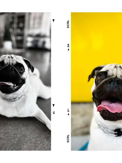 A duplicate collage of Louie, showcasing his happy, new attitude.