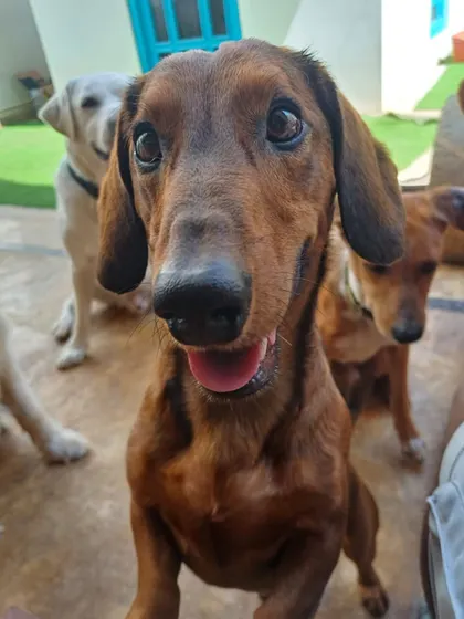 A cute Dachshund, full of curiosity. We love having these "sausage dogs" around.