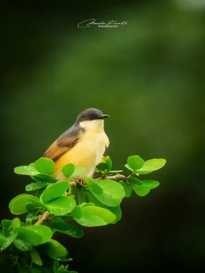 This portrait of an Ashy Prinia uses a dark background to make the bird and the bright green leaves it's perched on really stand out.