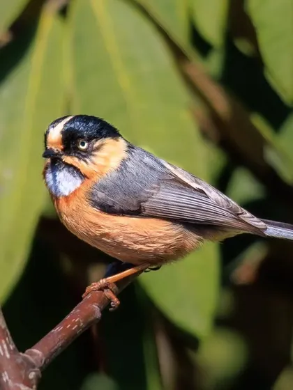 The Black-browed Tit, a small and active bird of the Himalayas. Its complex pattern of black, white, and orange makes it a delightful find.