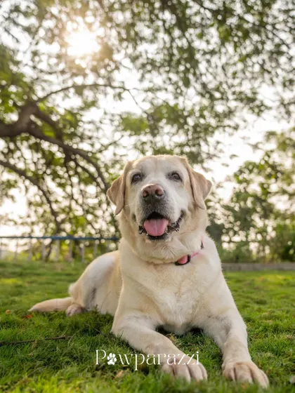 A beautiful portrait of Shelby, the 9-year-old Labrador, enjoying a sunny day in the park. Her calm and gentle nature is beautifully captured here.