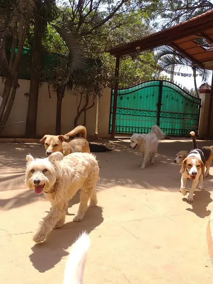 The whole gang heading out for some morning fun. A typical day at Stay involves group activities that provide both mental and physical stimulation.