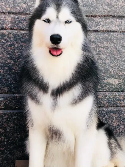 A handsome Husky sitting patiently.